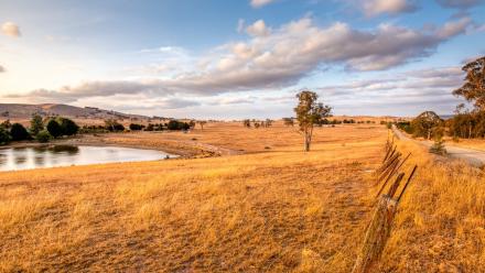 A sheep paddock in the Australian countryside