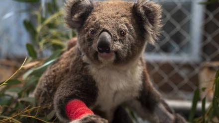 injured koala