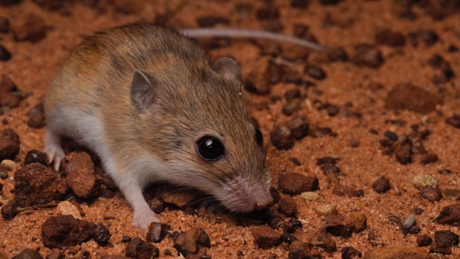 Close-up of a western delicate mouse, standing on red dirt.