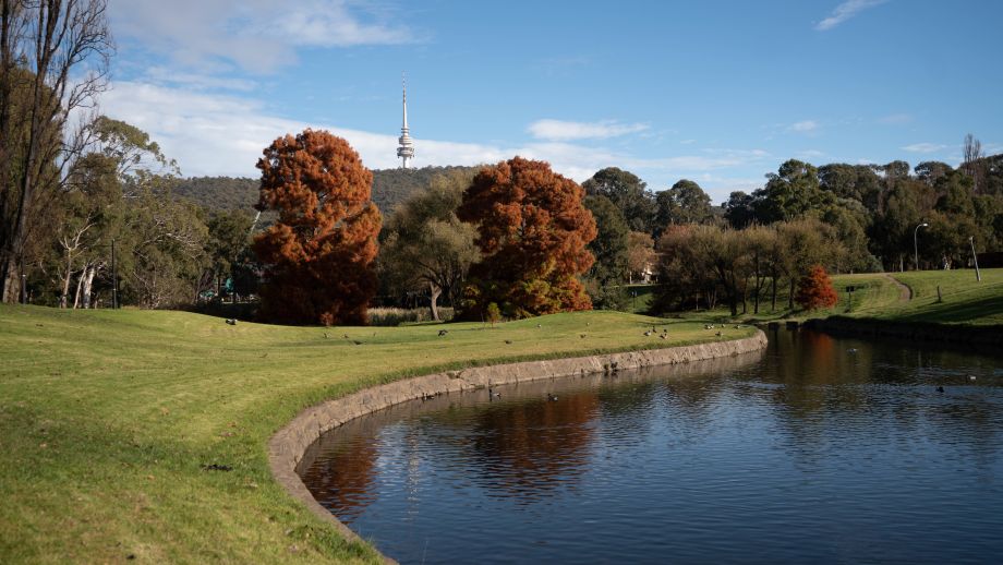 View of Telstra Tower from campus