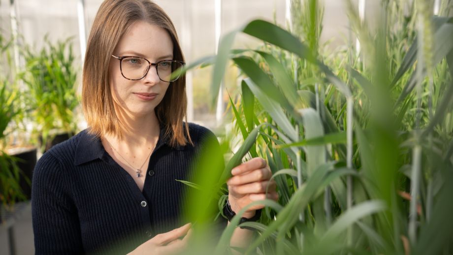 Dr Samantha McGaughey is looking at a plant. She is wearing glasses and a black top