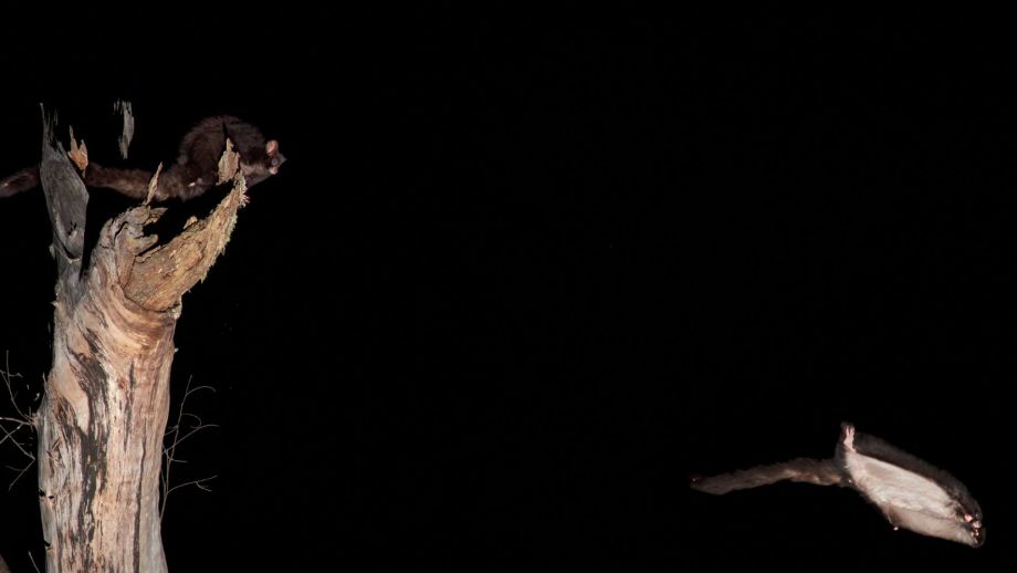 A greater glider perching in a tree, and another glider soaring through the air.