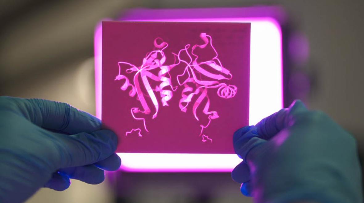 A 3D printed stencil of the DECTIN-1 protein. Photo: Tracey Nearmy/ANU