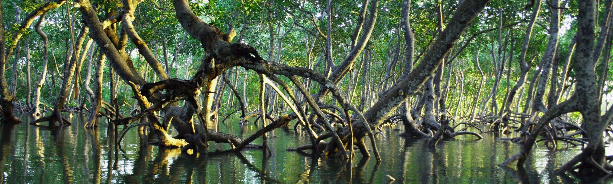 Mangroves