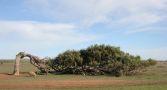 Ben tree in Southern Yamatji Country