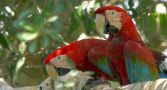 Two red-and-green Macaws on a tree branch