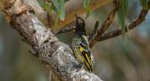 A black and yellow regent honeyeater on a tree branch. 
