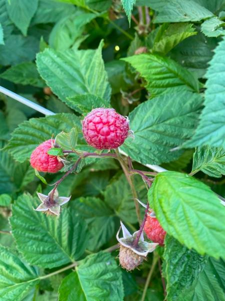 First raspberry of the year.